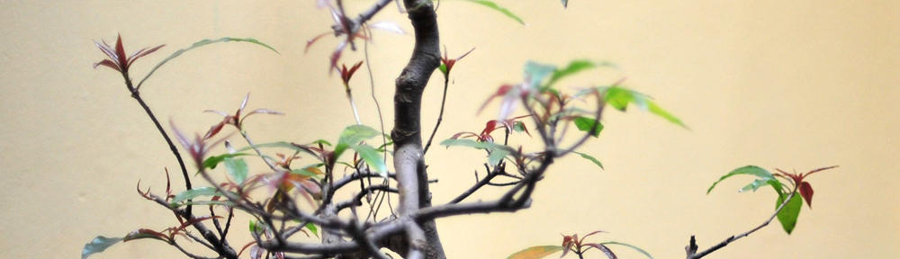 Bürgerverein Heiderhof e.V.